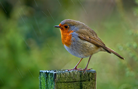 Robin .. "Erithacus rubecula" in heavy rain.