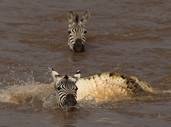 _D9R2658 ..Burchells  Zebras...."Equus quagga" Masai Mara Kenya.