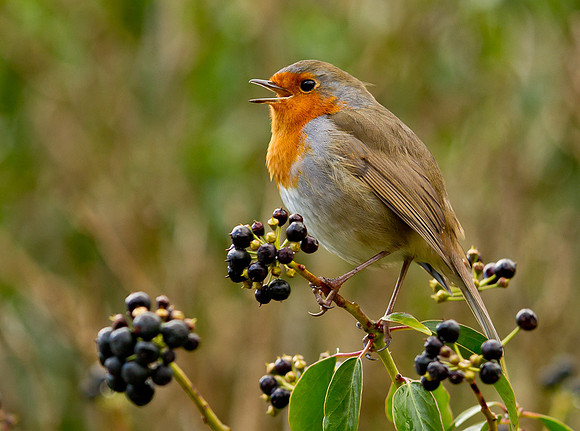 Robin .. "Erithacus rubecula" In full song.