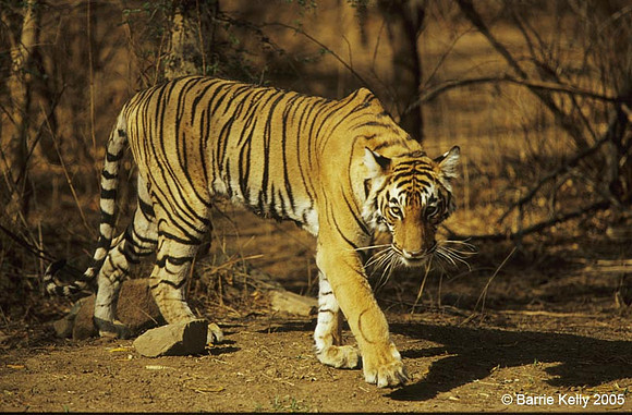 Bengal Tiger prowling Ranthambhore National Park India.