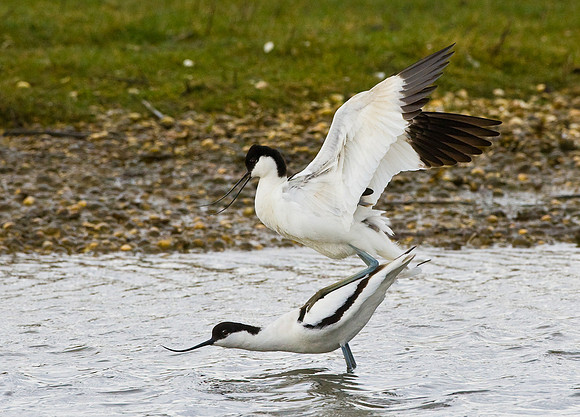 Avocets mating......"Recurvirostra avosetta"