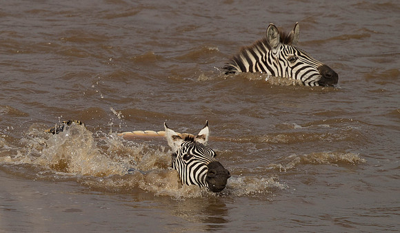_D9R2668 ..Burchells  Zebras...."Equus quagga" Masai Mara Kenya.