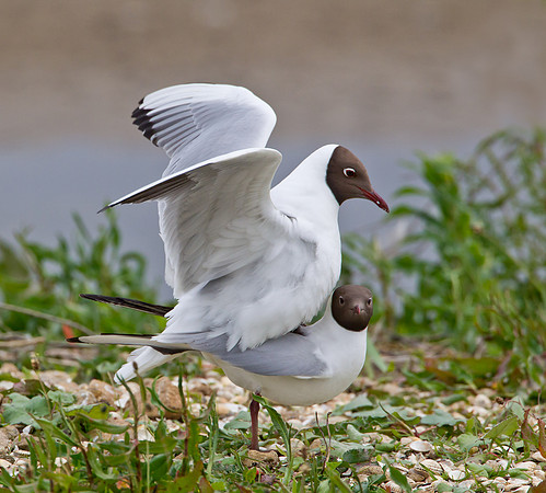 Black-headed Gulls  ...."Larus ridibundus" .. Mating.