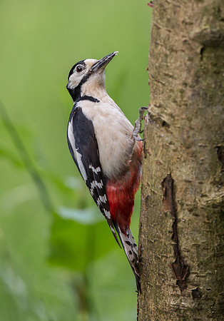 _J0A8002..Great Spotted Woodpecker ... male ... "Dendrocopos major"