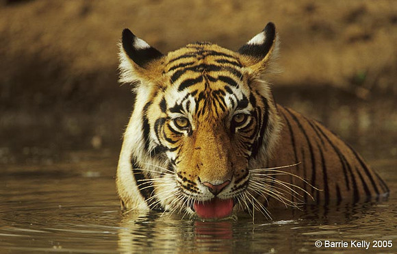 Bengal Tiger.. portrait.. drinking..Ranthambhore National Park  India.