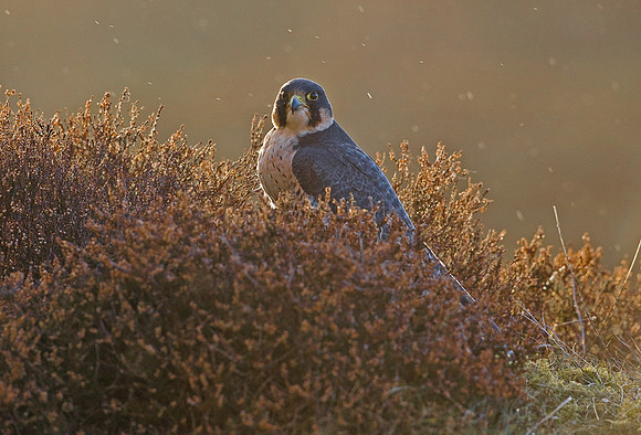 Peregrine Falcon