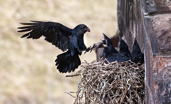 Raven flying in to feed chicks