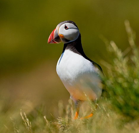 Puffin......."Fratercula arctica"