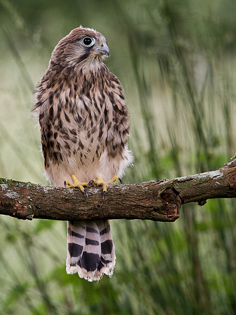 Juvenile Kestrel