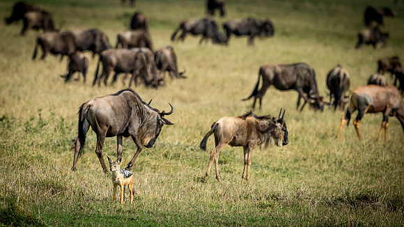 _D9R3900..Wildebeests.."Connochaetes taurinus"Black-backed Jackal..   "Canis mesomelas"