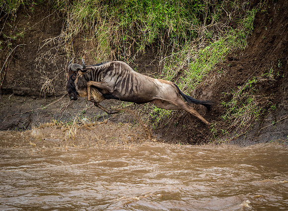 _D9R4358 Wildebeest...."Connochaetes taurinus"..Masai Mara Kenya.
