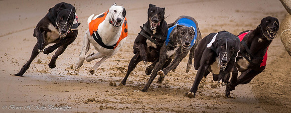 _D9R1499   Greyhounds racing ... "canis familiaris"