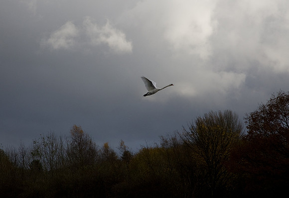 Mute Swan   Into  stormy clouds  ..... "Cygnus olor"