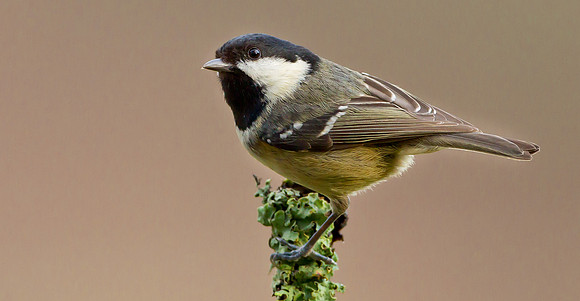 Coal Tit .. "Periparus ater"..