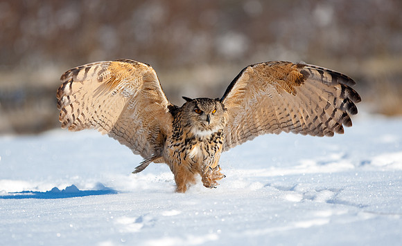 European Eagle Owl in snow.. "Bubo bubo"
