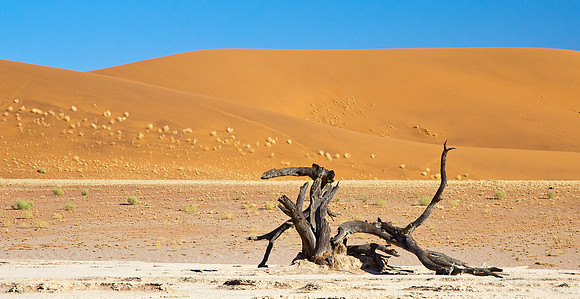 Skeleton tree, Sand Dunes in Namib desert Namibia