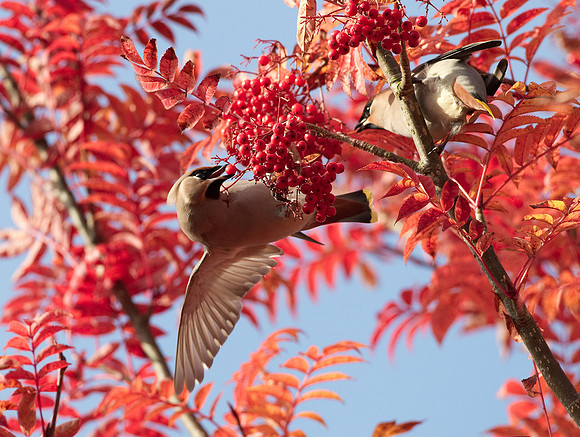 Waxwings