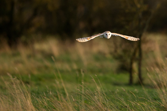 Barn Owl ...."Tyto alba"