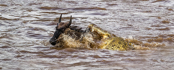 _D9R2584 ..Wildebeest ...."Connochaetes taurinus" Crocodile "Crocodylinae" Masai Mara Kenya.