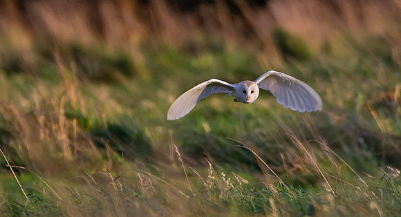Barn Owl  ...."Tyto alba"