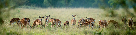 _D9R8813.. Impala..."Aepyceros melampus"  Masai Mara Kenya.
