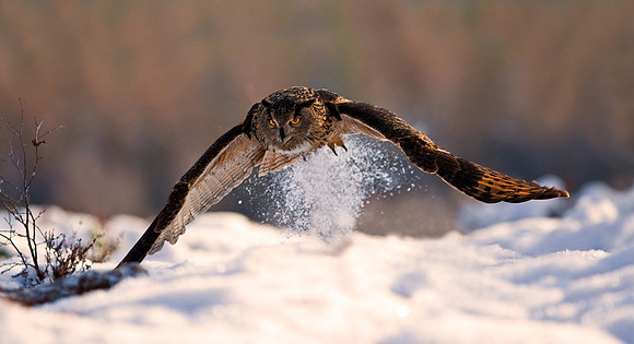 European Eagle Owl flying at dusk... "Bubo bubo"