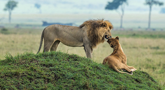 _D9R5306... Lions ......."Panthera Leo"... Masai Mara Kenya.
