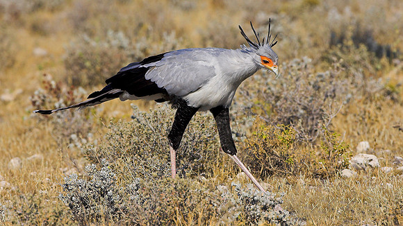 Secretary bird