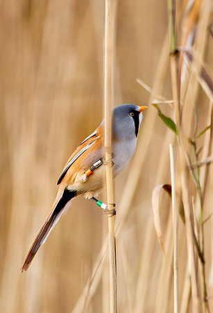 Male Bearded Tit.. "Panurus biarmicus"