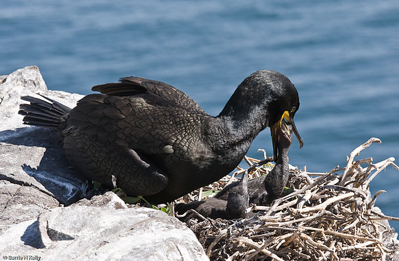 Shag....  "Phalacrocorax aristotelis"     feeding young