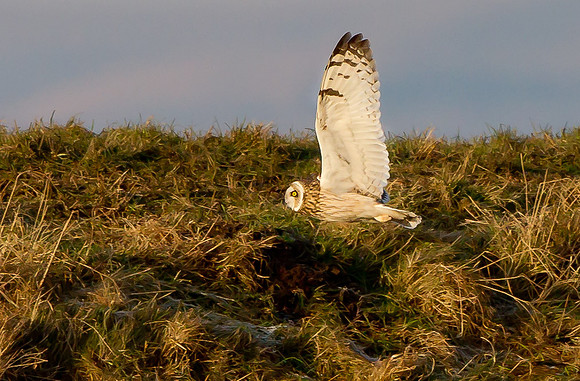 Short-Eared Owl  .."Asio flammeus"