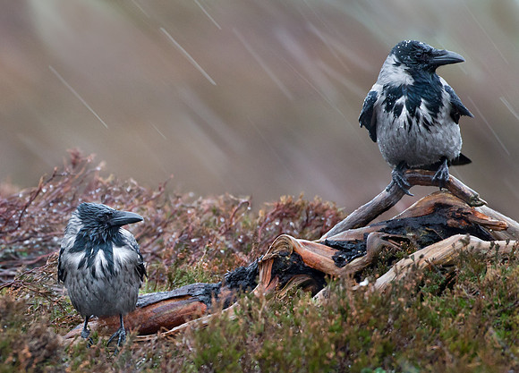 A pair of Hooded Crows.. Norway.... "Corvus cornix"