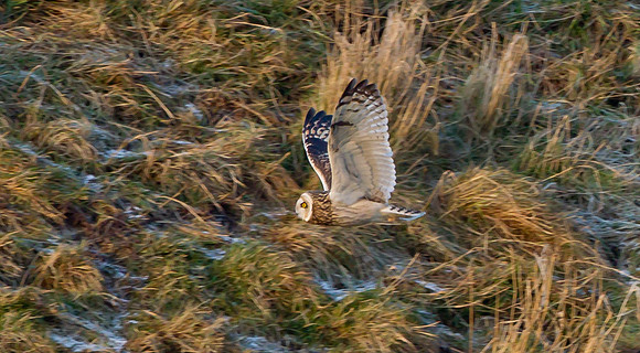 Short-Eared Owl  ..."Asio flammeus"