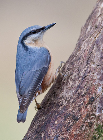 Nuthatch..... "Sitta europaea"