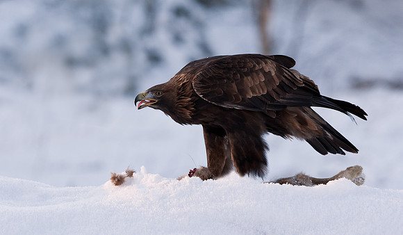 Golden Eagle on carcass "Aquila chrysaetos"...