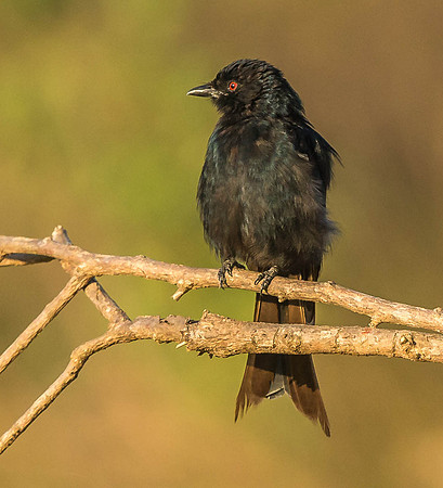 _D9R7754 .. Common Drongo.."Dicrurus adsimilis" male Masai Mara Kenya.