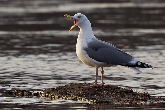 Herring Gull... Norway....."Larus argentatus"