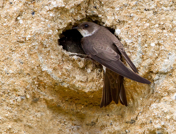 Sand Martin....   "Riparia riparia"