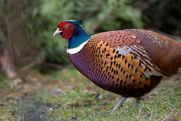 Male Pheasant ....  "Phasianus colchicus"