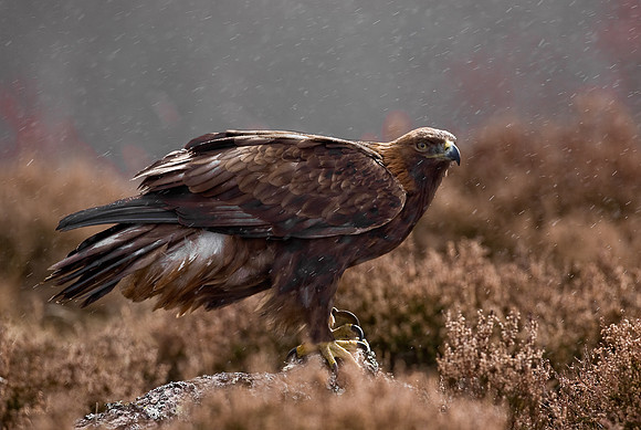 Golden Eagle in heavy rain ....  "Aquila chrysaetos"...