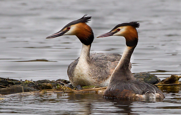 Great Crested Grebes ...." Podiceps cristatus" .... At nest site.