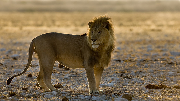Lion in early morning light ..Namibia