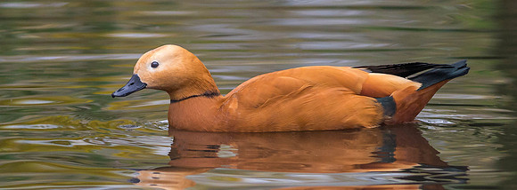 RUDDY SHILD DUCK