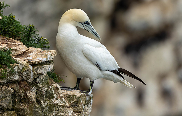 Gannet