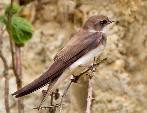 Sand Martin ...."Riparia riparia"