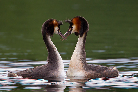 Great Crested Grebes in courtship ritual   ...." Podiceps cristatus"