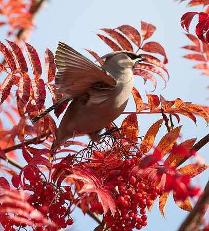 Waxwing