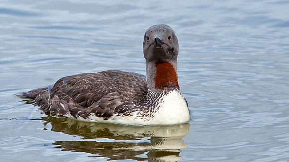 Red-throated Diver in summer plumage  ...."Gavia stellata"
