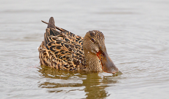 Shoveler ... "Anas clypeata" ....   Female.