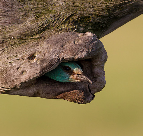 European Roller ..."Coracias garrulus" adult bird looking out of nest.